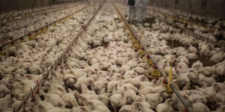 A look at chicken road 2 casino